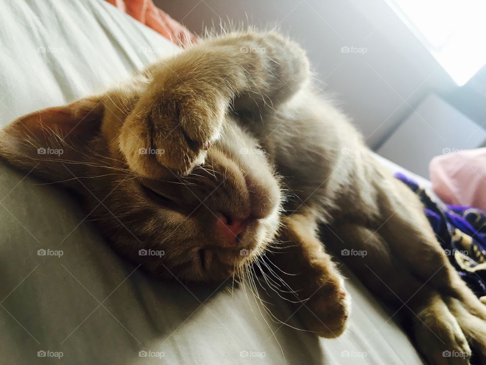 Kitten naps