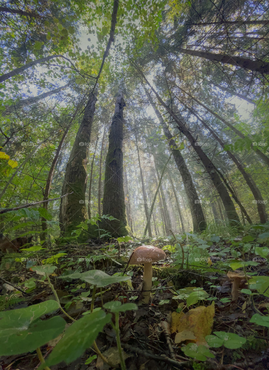 Mushrooms in autumn forest in sunny day