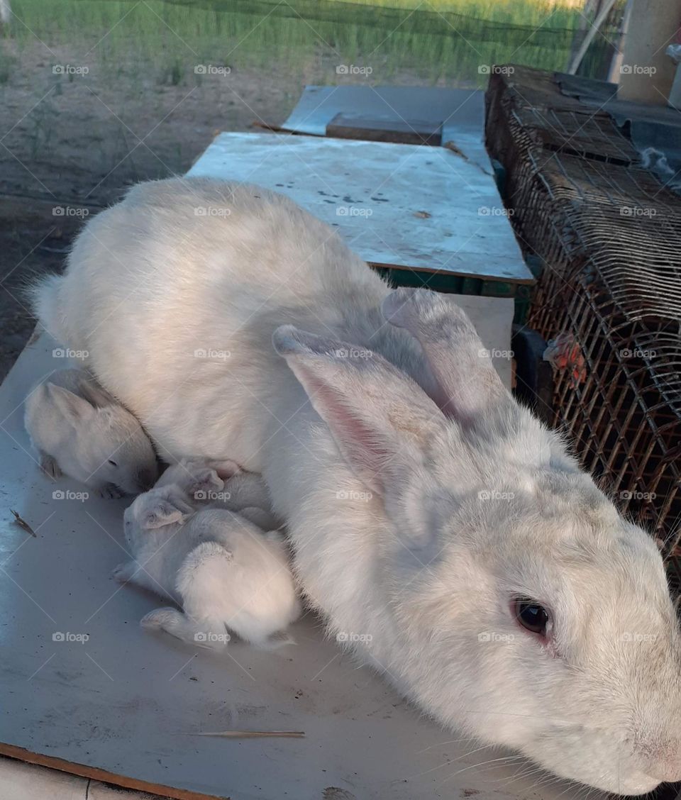 el año del conejo