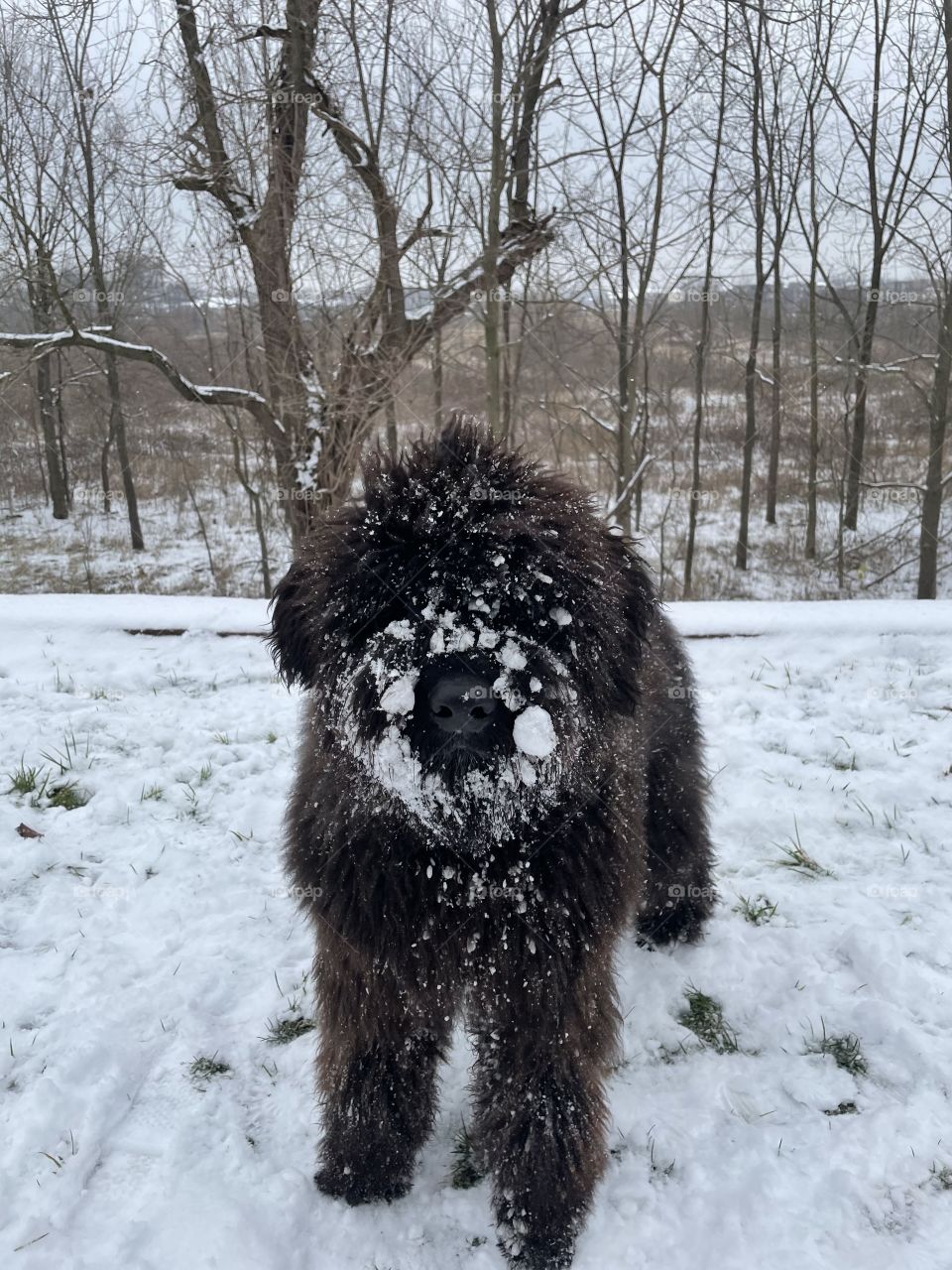 Bouvier Des Flandres winter