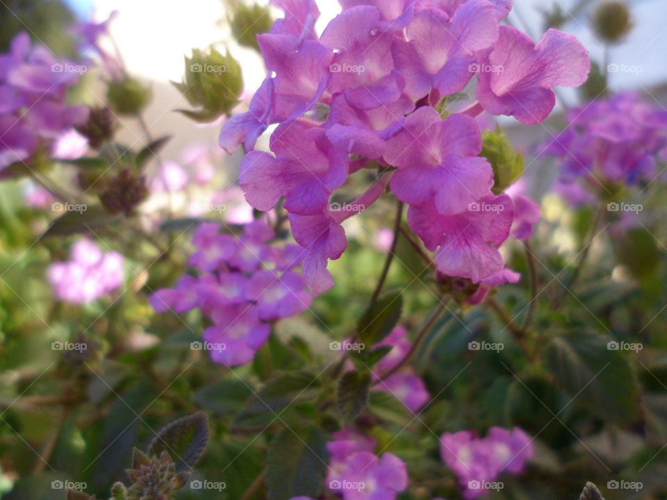 Tiny Purple Flowers