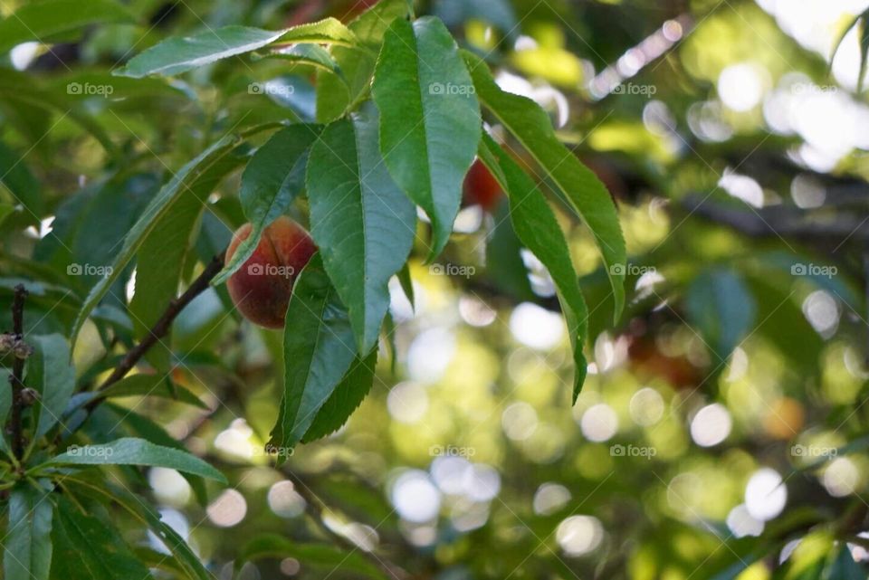 Peach picking in the backyard