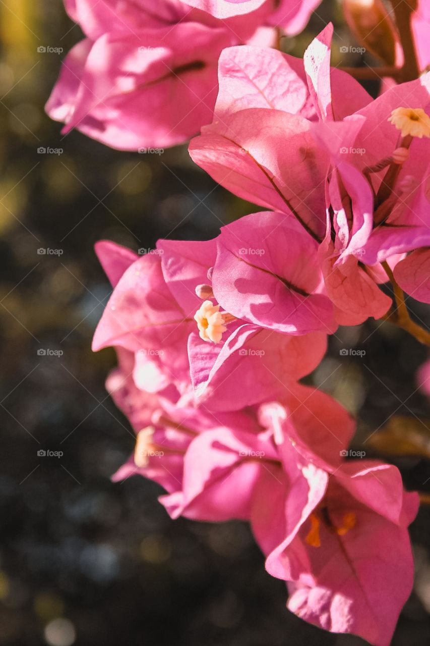 Pink Flowers