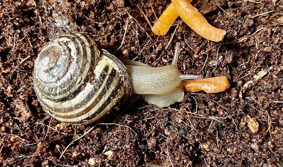 A photo of a snail eating a carrot stick. 