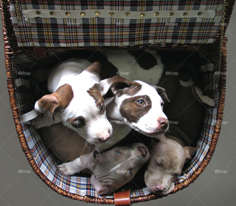 Doggybag 
