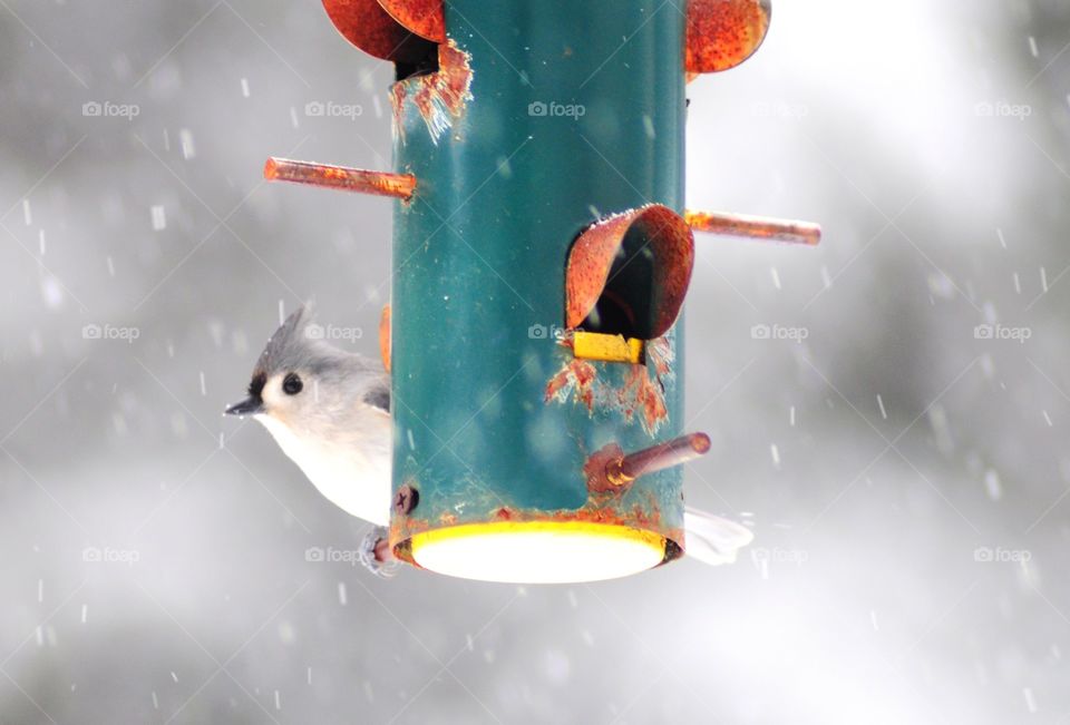 Peek-a-boo! . This cute little guy showed up at my parents feeder last winter. 