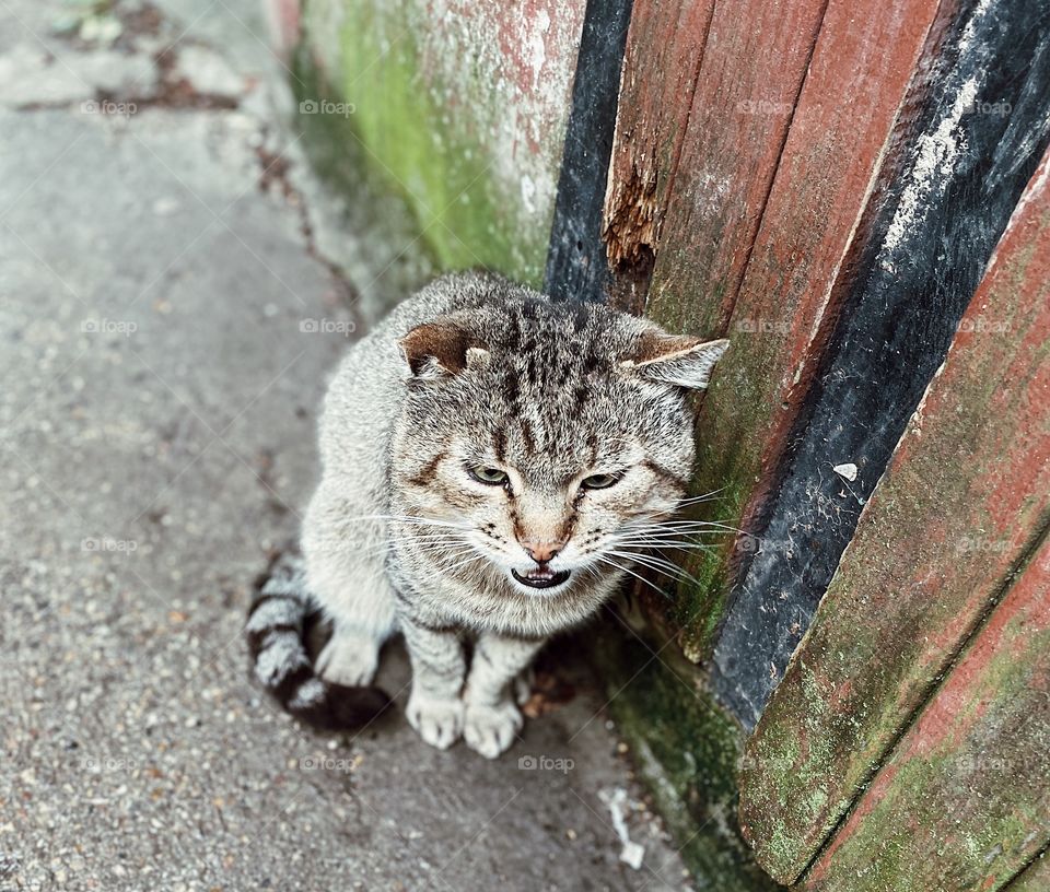 Crazy cat portrait