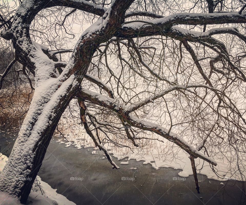 Frozen tree near a frozen lake in the snow 