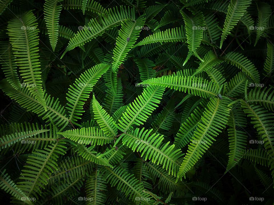 green fern
