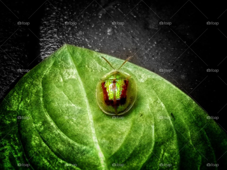 Beautiful Insect on leaf