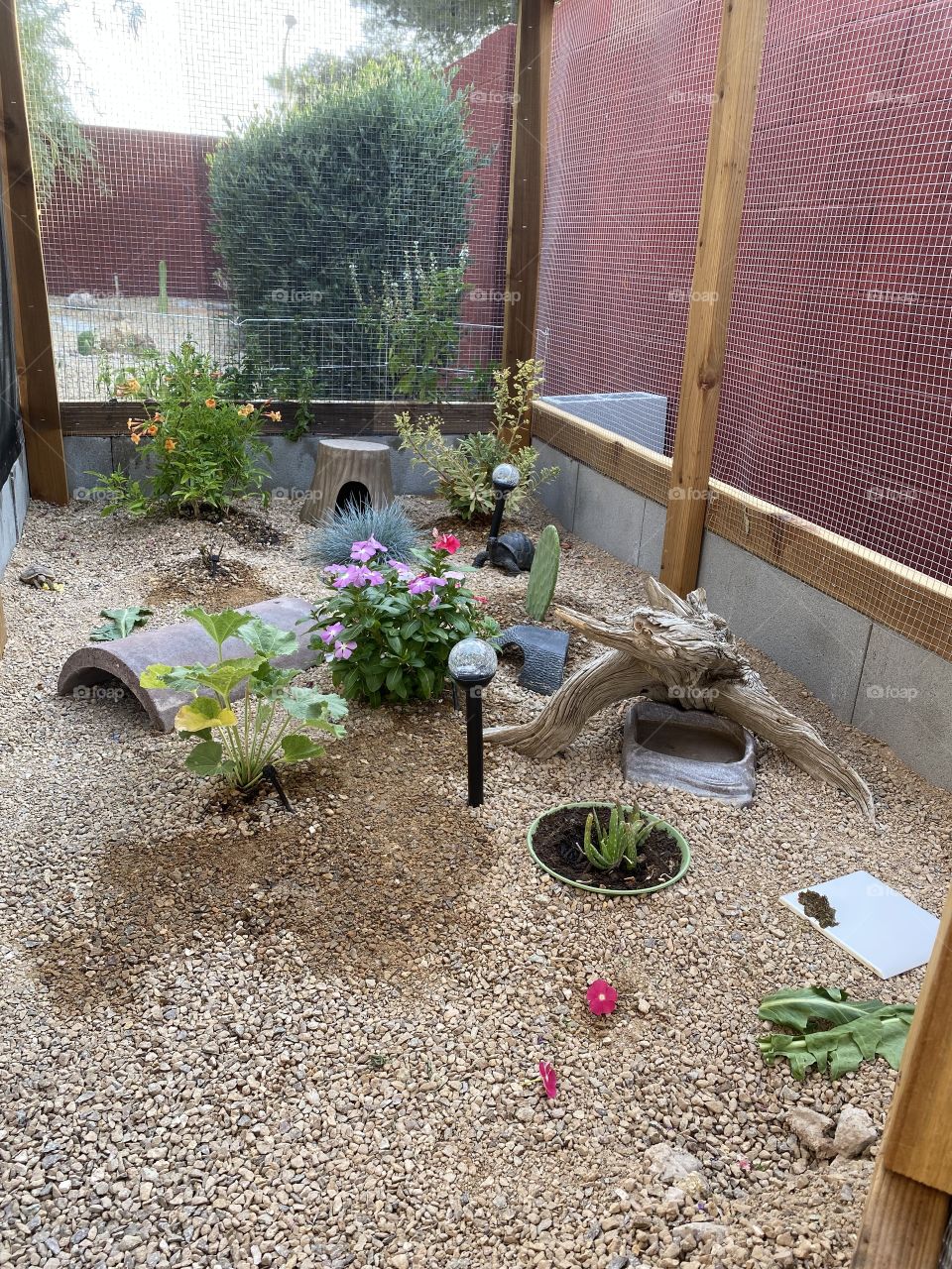 Tortoise habitat 