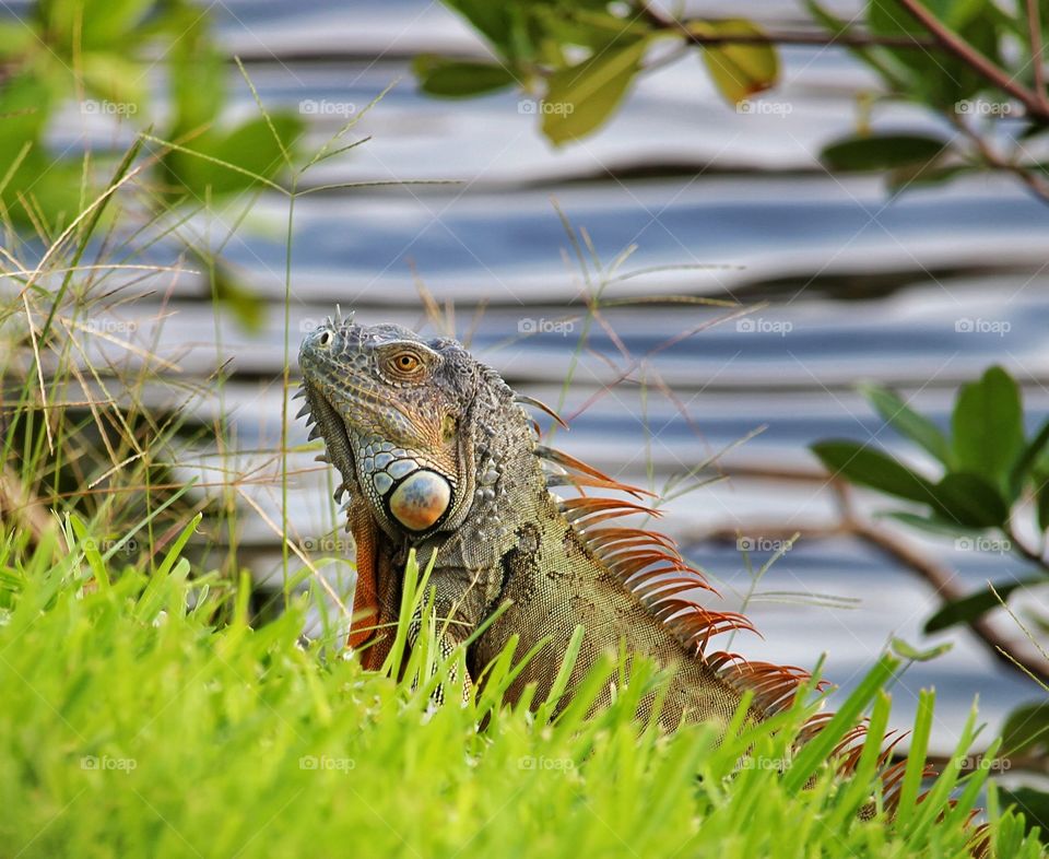 Iguana 2