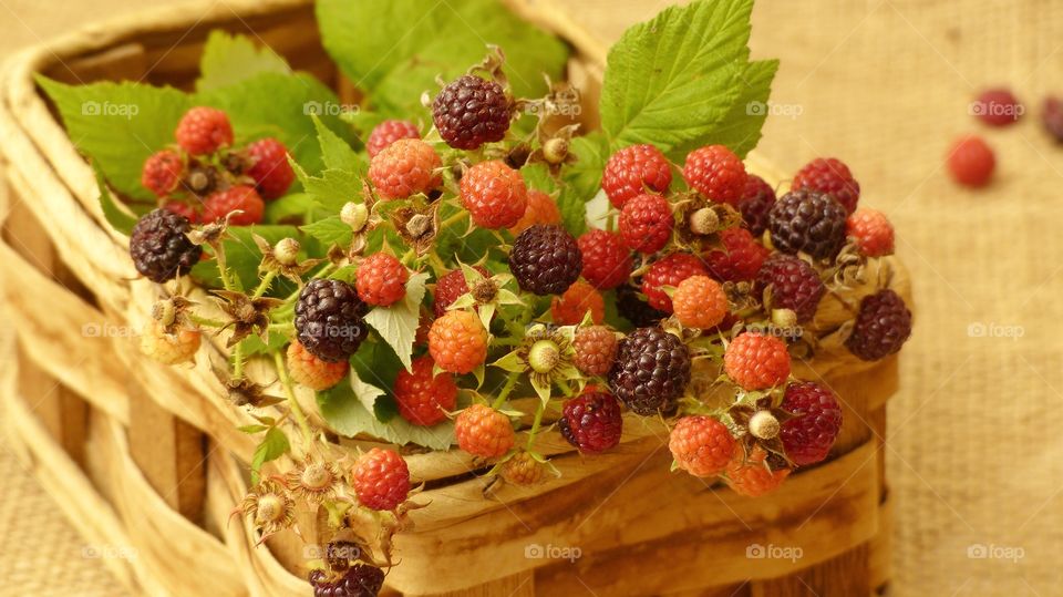 Freshly picked blackberries in a basket 