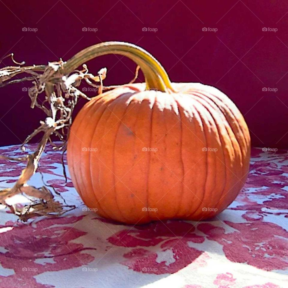 Pre Jack O'Lantern. pumpkin pickings from farm