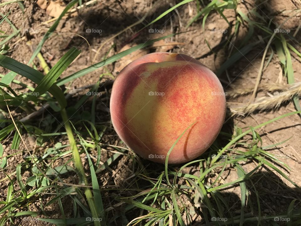 Peach in Shadow