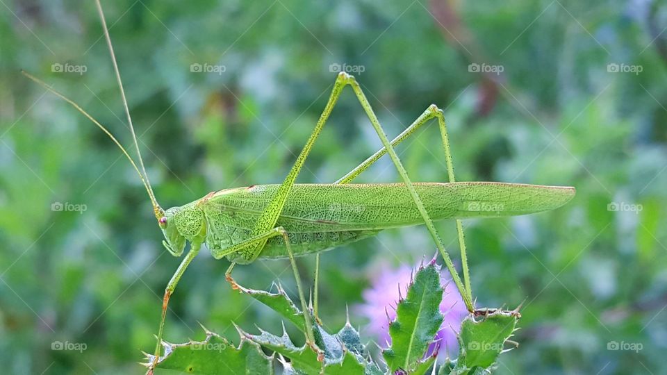Green grasshopper on a thistle.