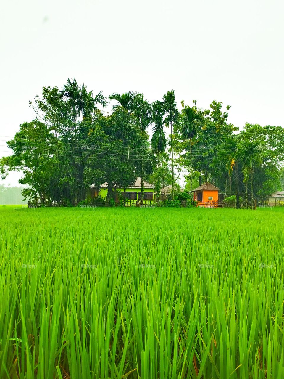 I took this photo of my village house.  There is rice paddy in front of our house.  The picture looks very nice.