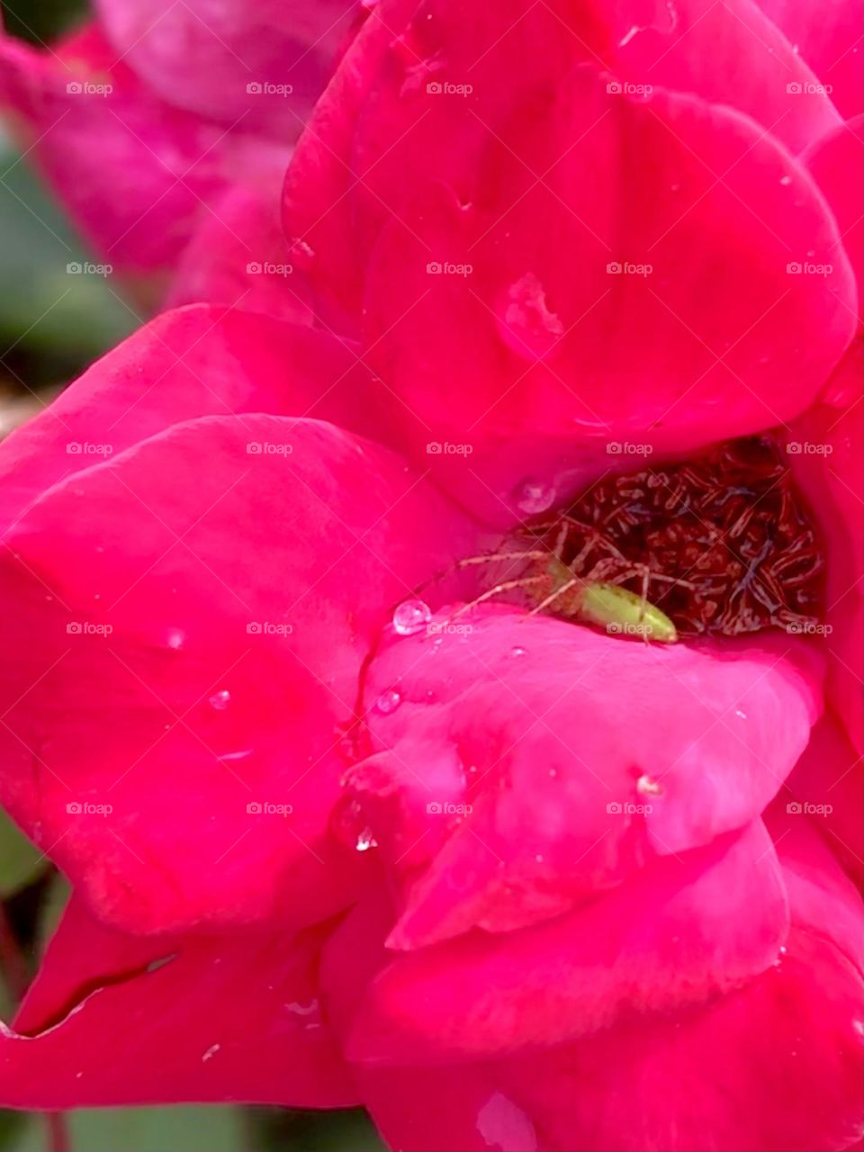 Editor’s choice. Closeup of a very pink rose, with morning dew and a very green garden spider 💚