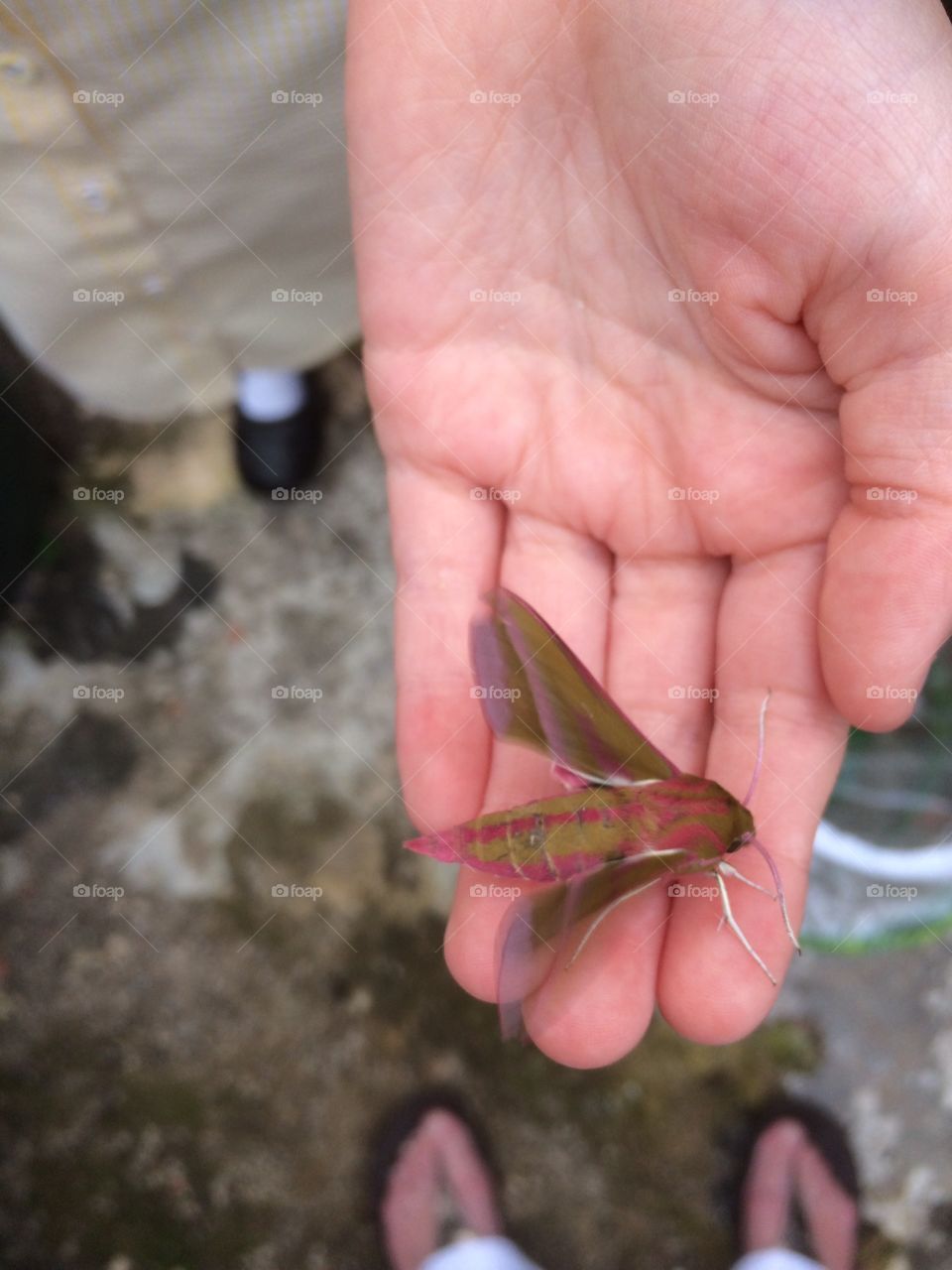 Elephant Hawk Moth 