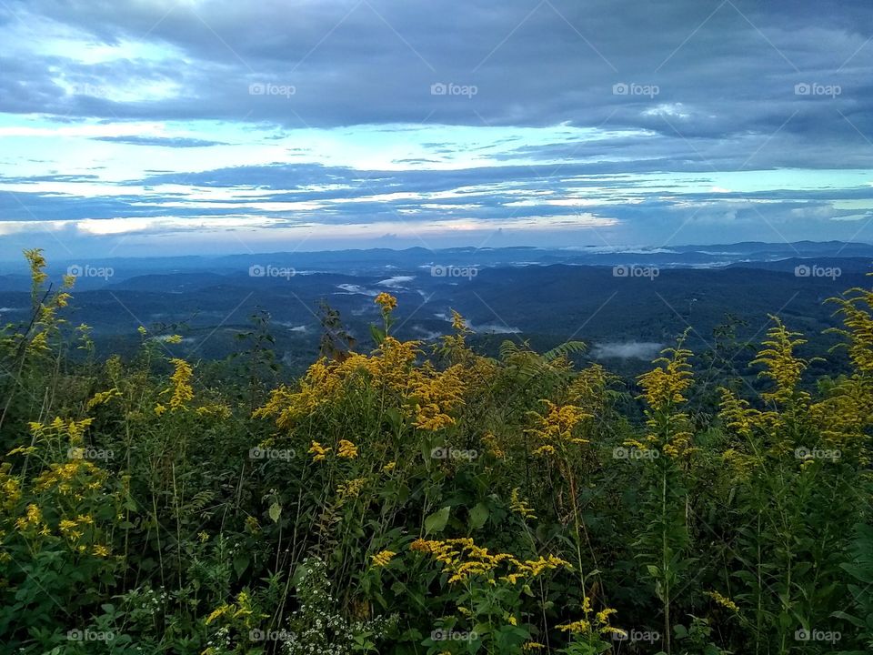 Yellow flowers overlooking the blue horizon
