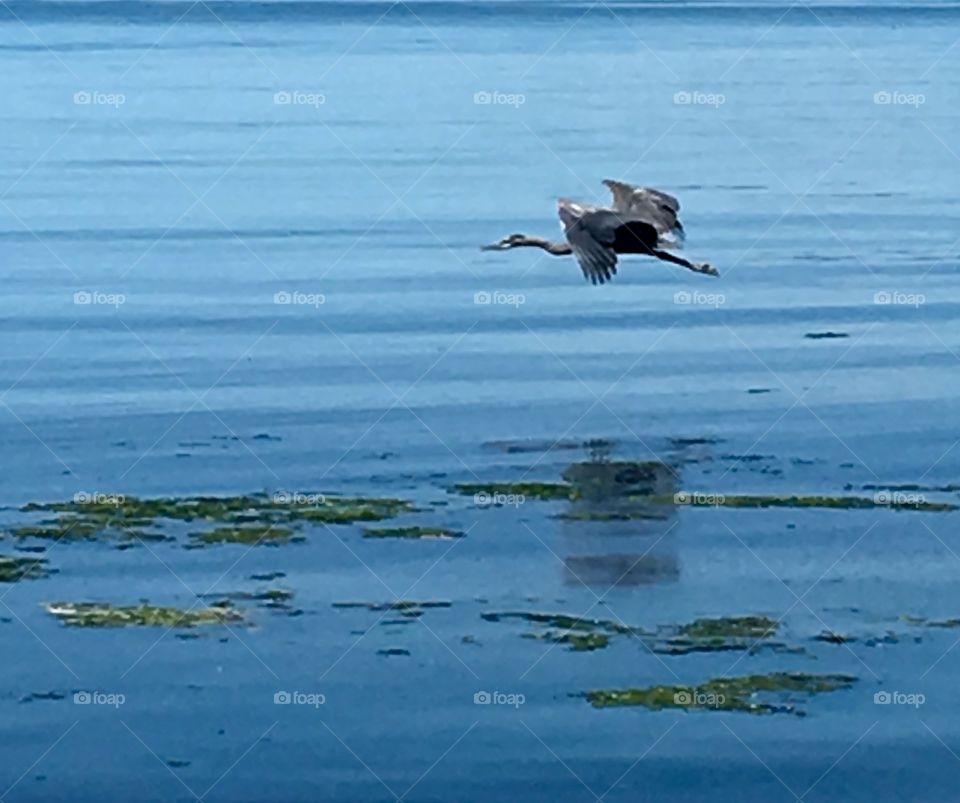 A blue heron takes off 