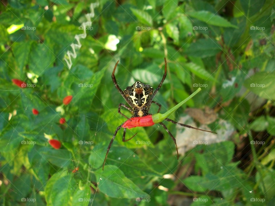 spider eating chili