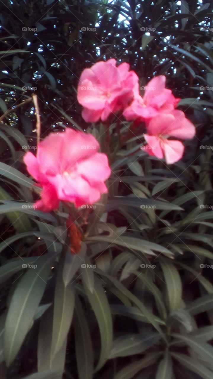 Flower with leaf in nature