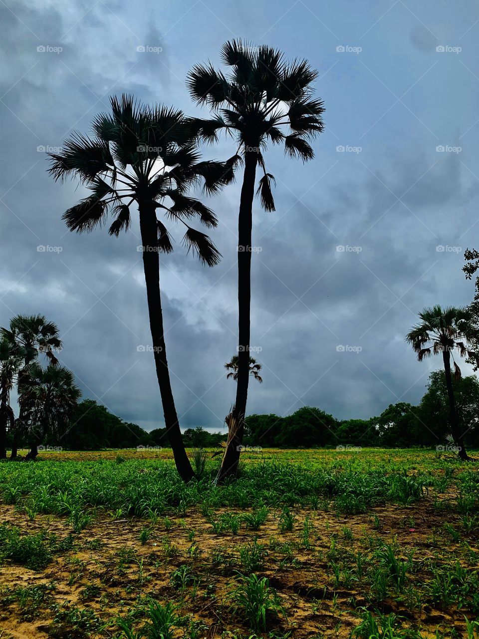 This is our mahangu field. So green and beautiful. These tall palm trees have been here since my birth. Receiving good rains leads to good harvest as the sky shows.