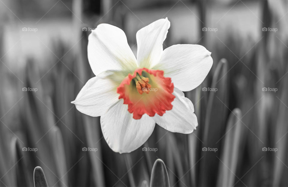 Pink cup daffodil selective color