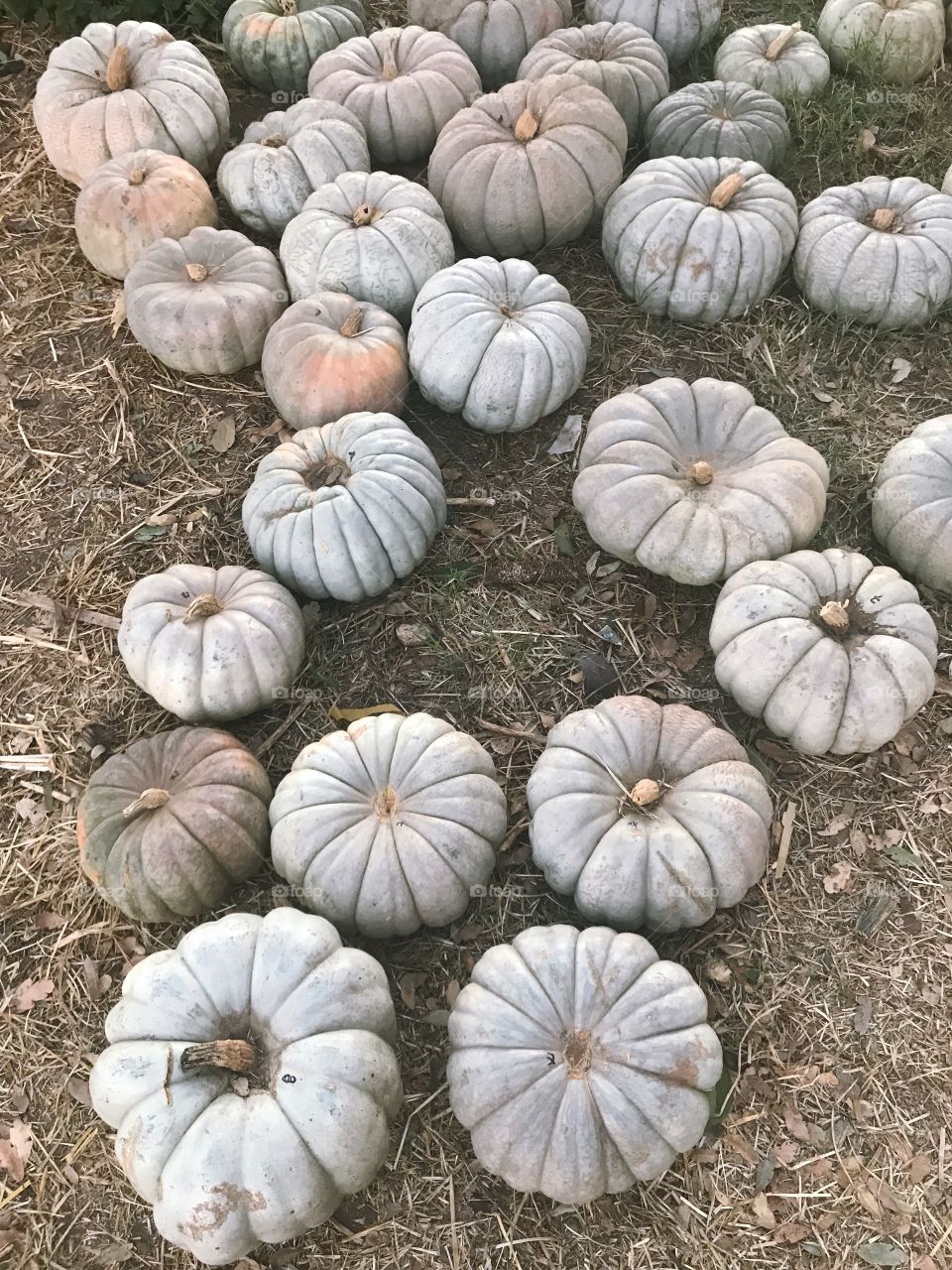 Beautifully colored pumpkins for sale at the pumpkin patch on crisp October afternoon. America, USA 