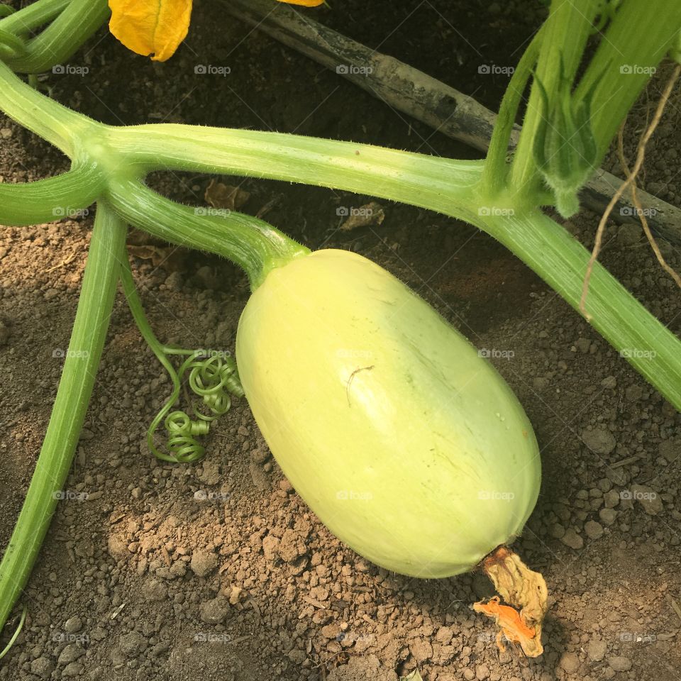 Spaghetti squash 
