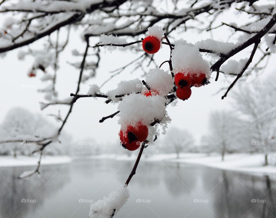 Cherries covered with snow