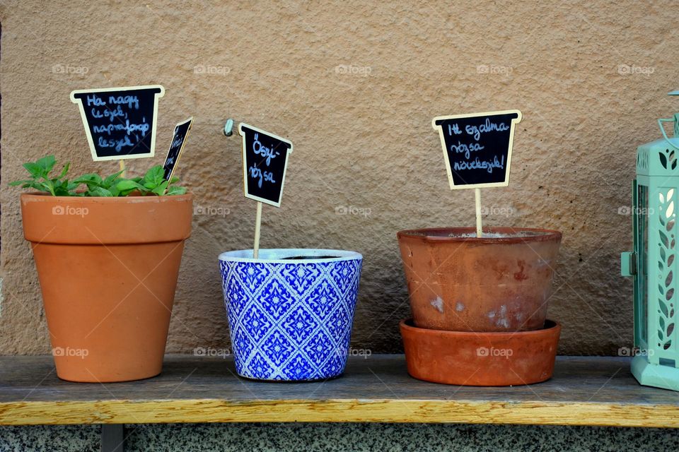 Growing life in the pots