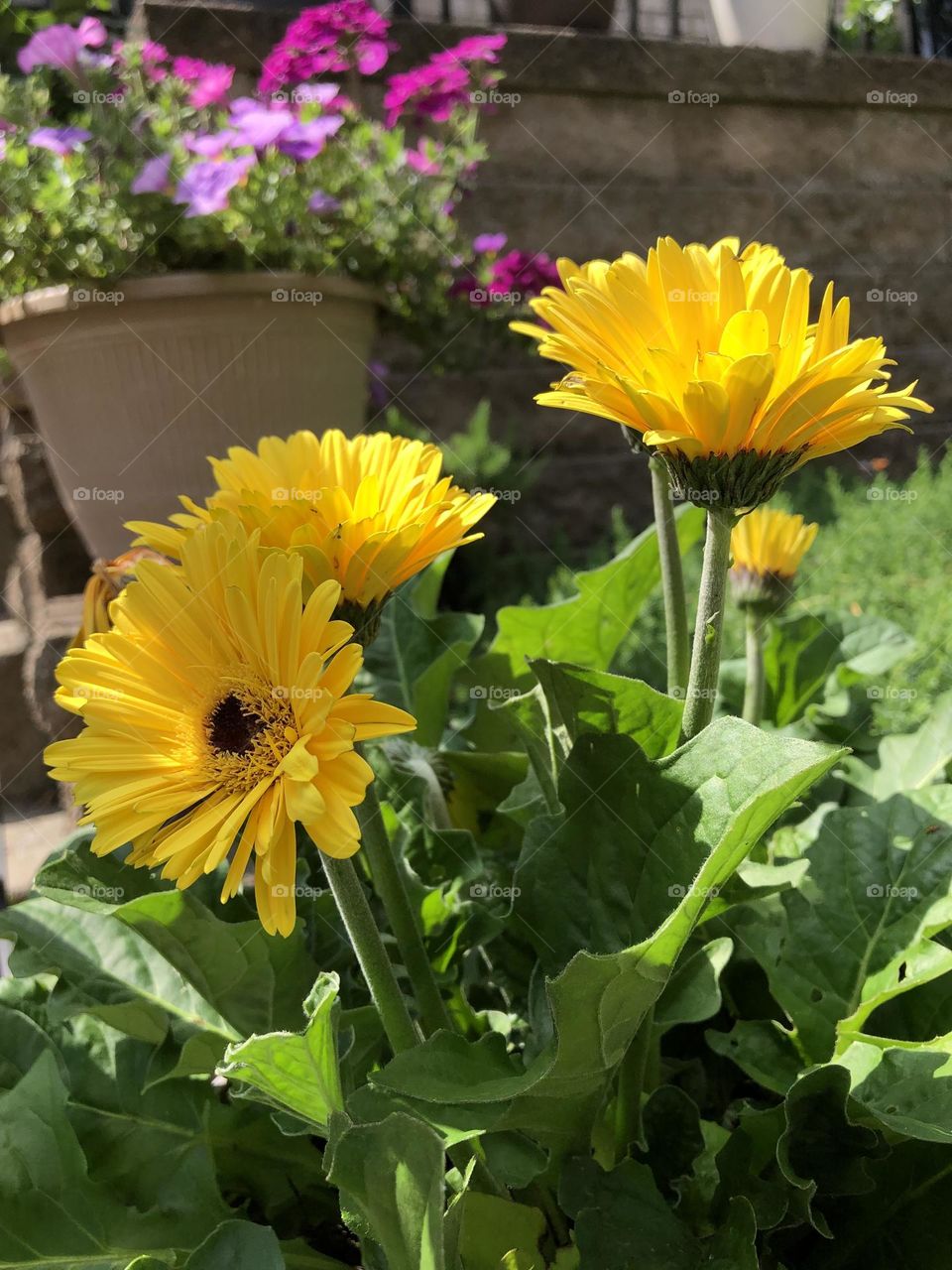 Pretty yellow daisy flowers blossoming blooming petals summer backyard garden container gardening patio plants leaves foliage neighborhood landscaping nature