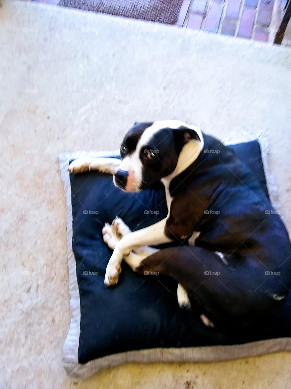pet
