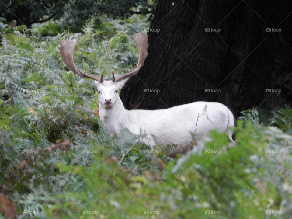 White stag
