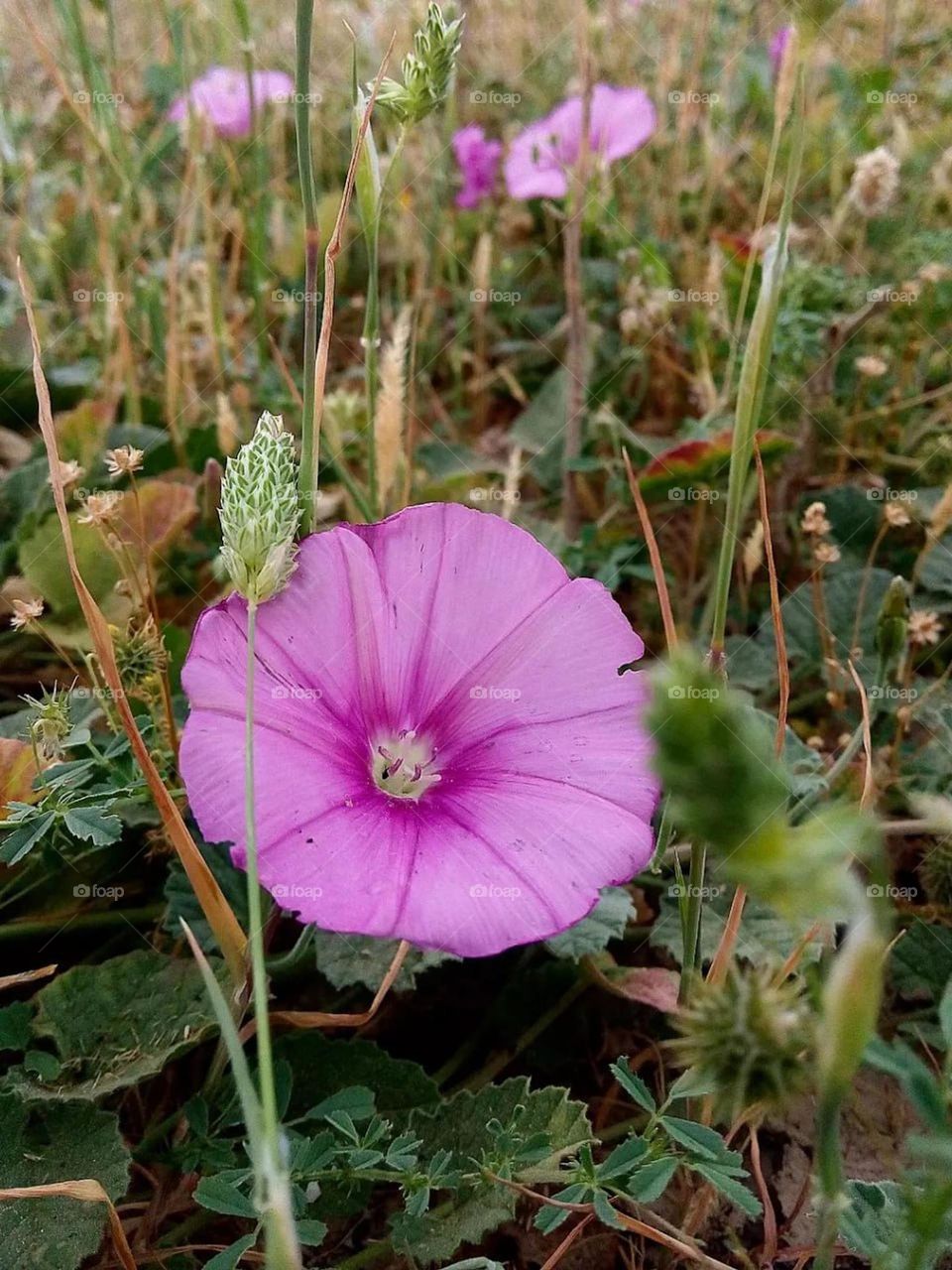 Flowers always make me feel better