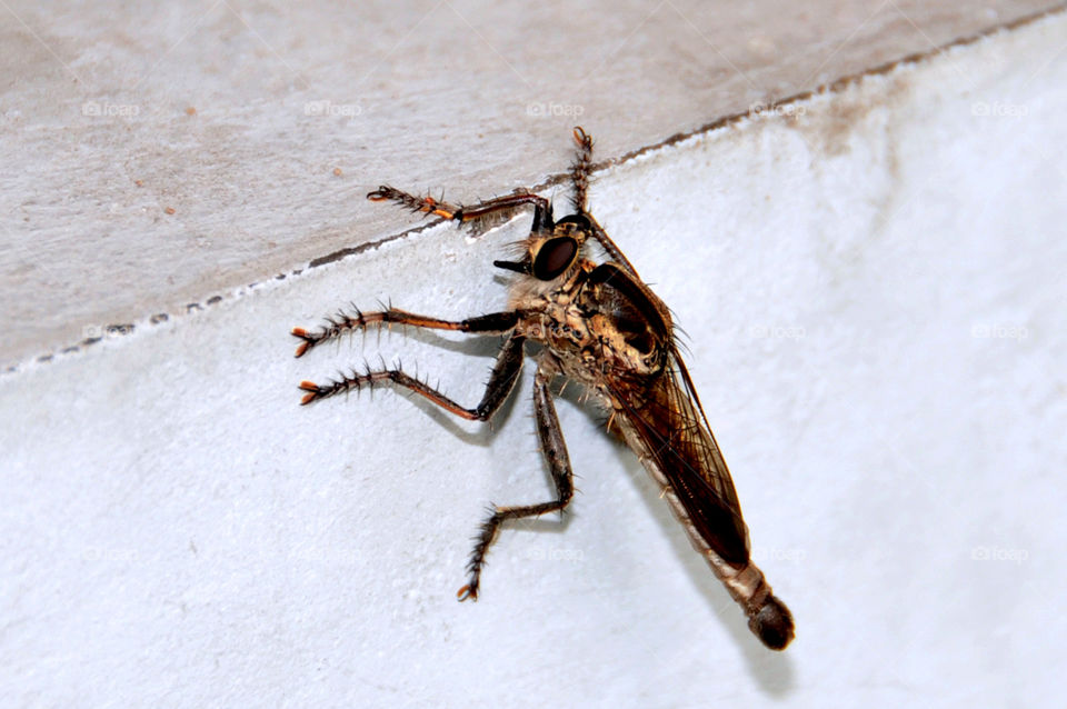 Robber fly 