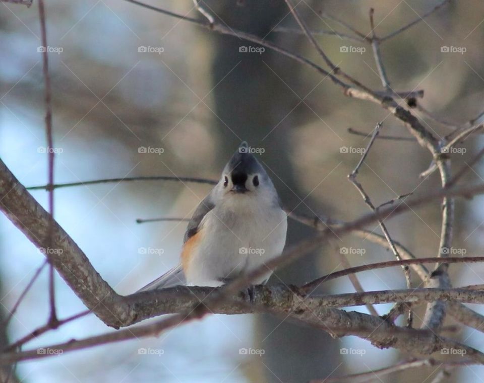 Tufted Titmouse
