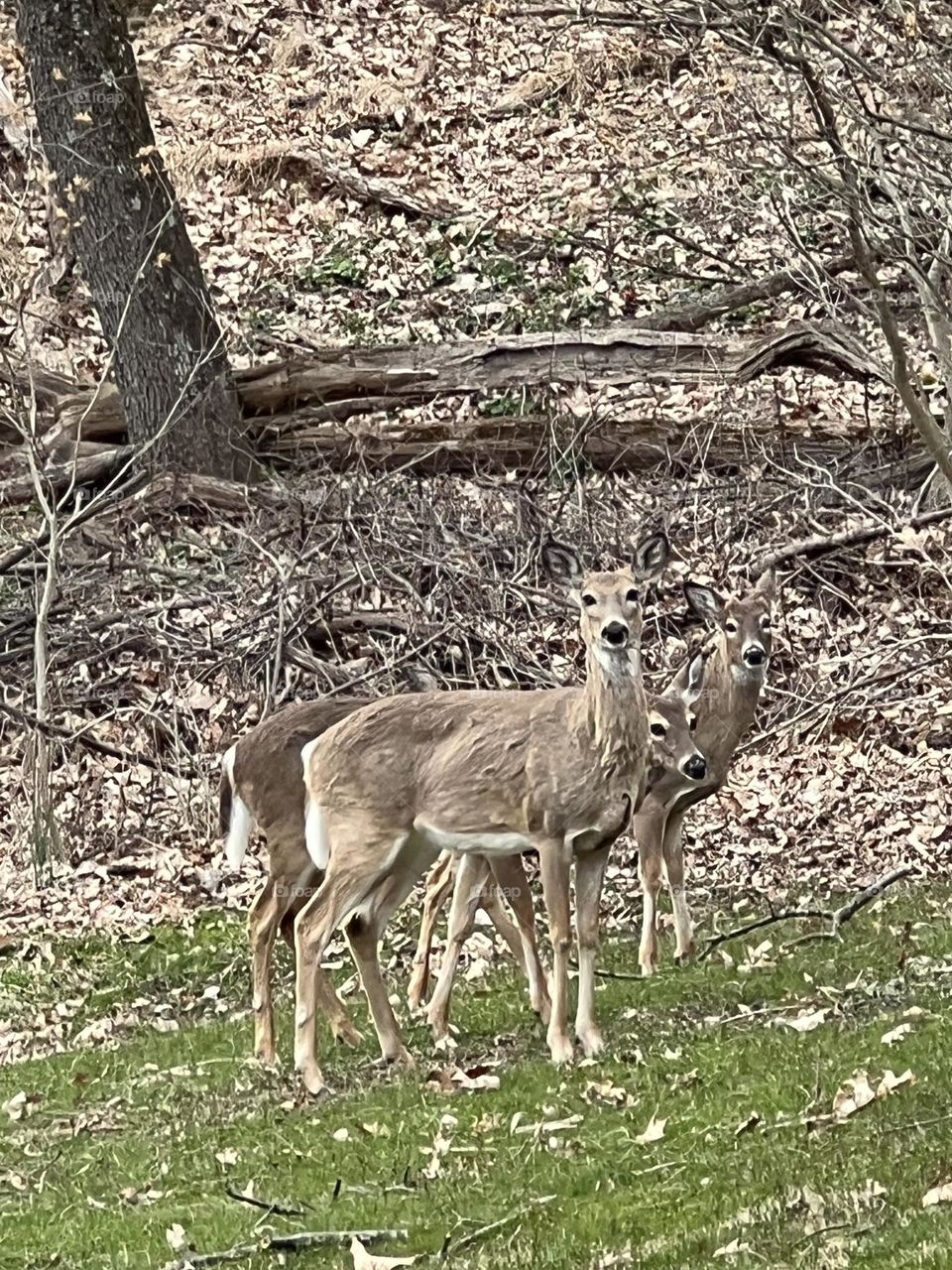 Three heads are better than one