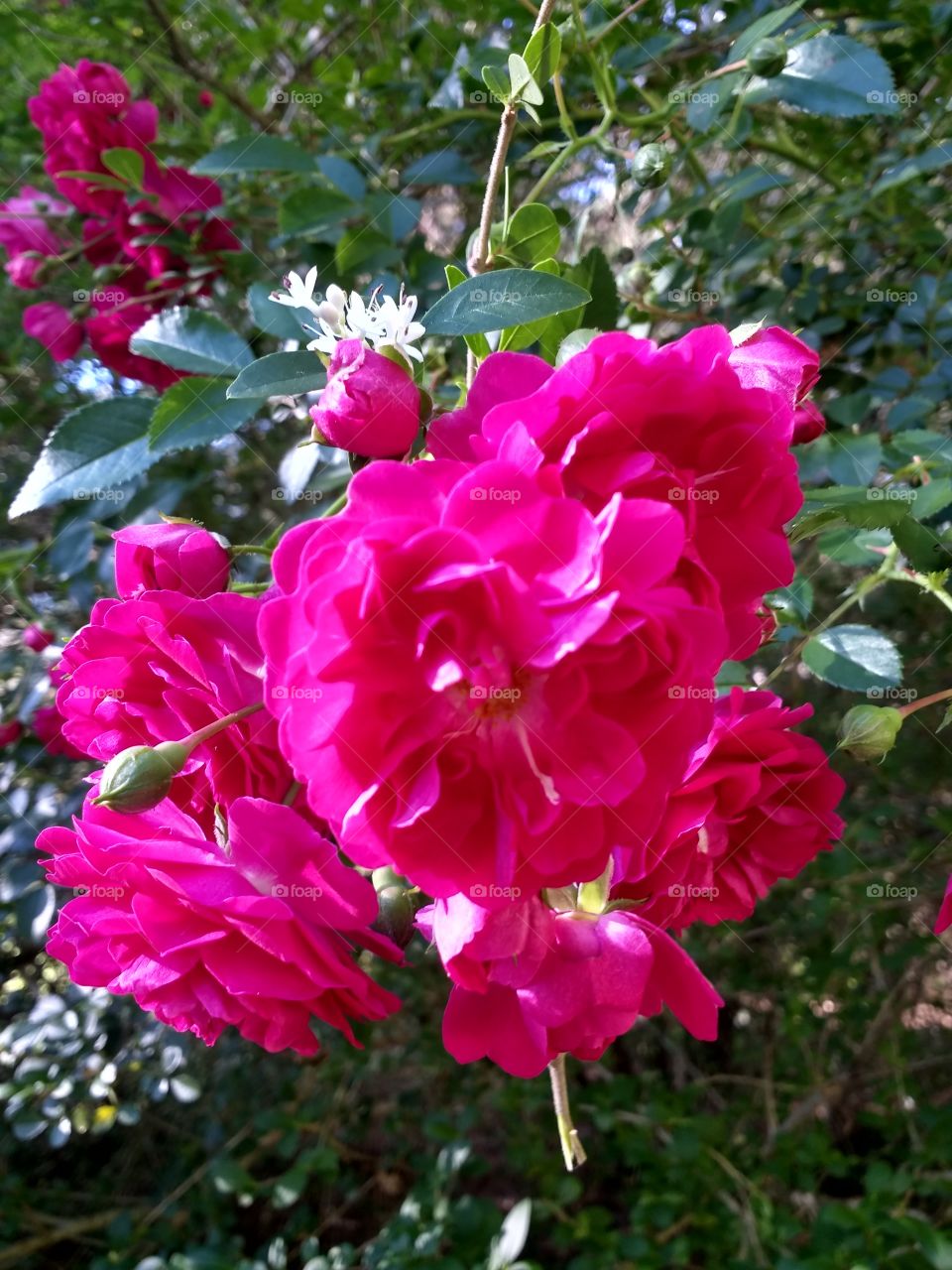 magenta wandering rose bouquet
