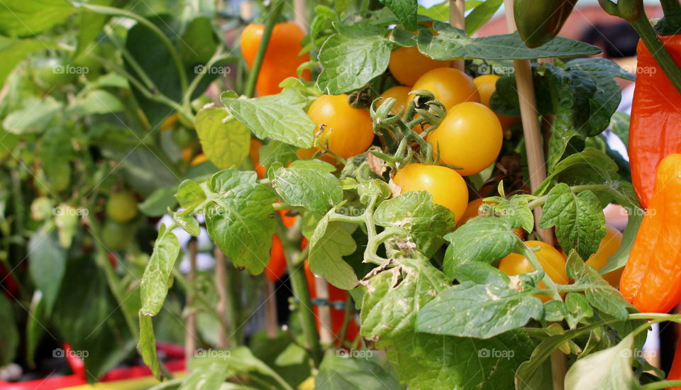 Gardening, tomatoes.