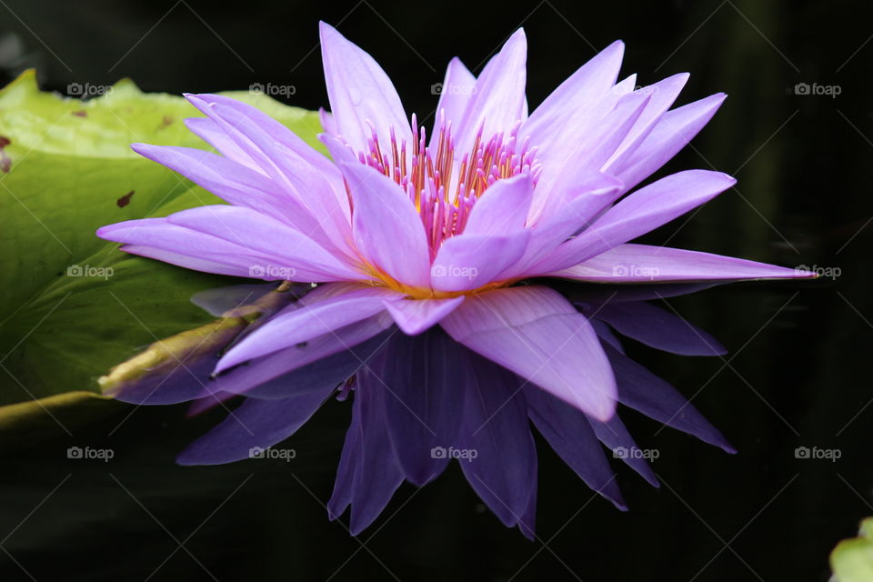 | purple lotus |