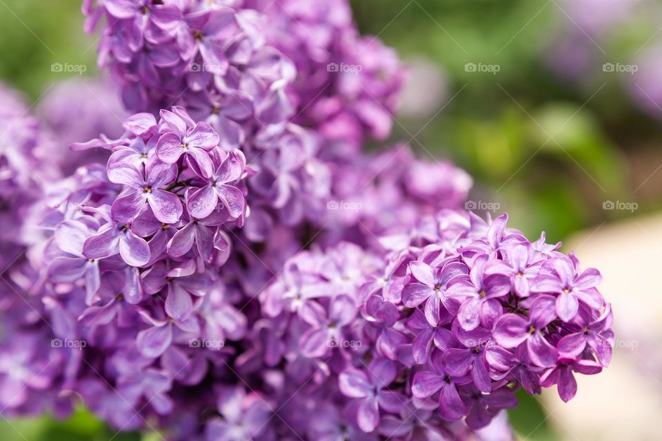 Lilac blossom closeup, spring flower