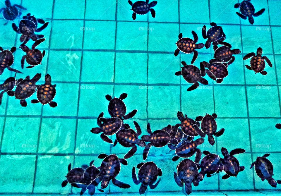 Little turtles 