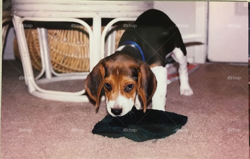 Beagle puppy 