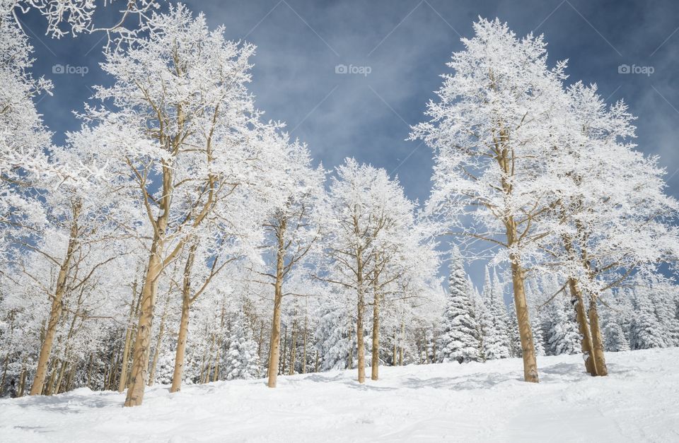 Magical snow forest. Snow covered Aspen trees on a snowy hill.
