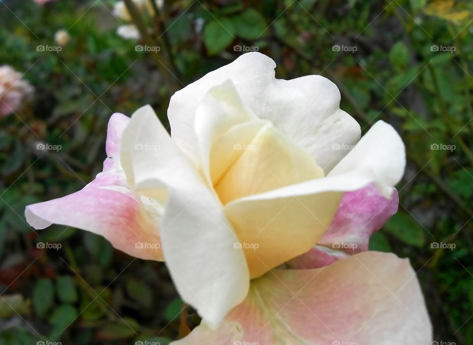 Rose Partially Open