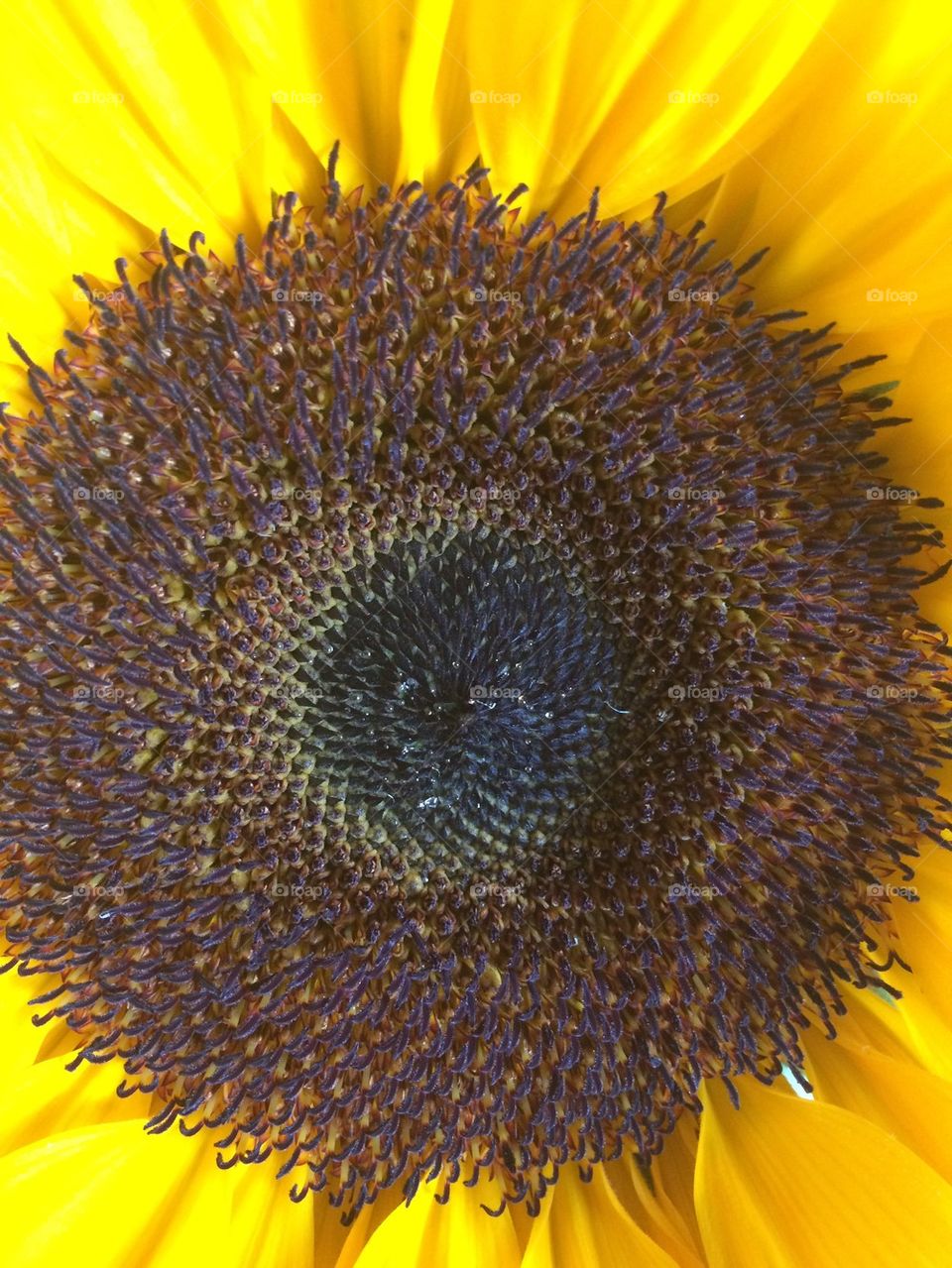 Sun fleur