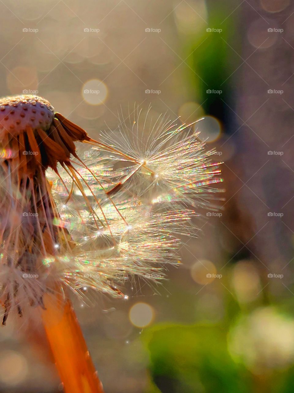 wishes in the wind